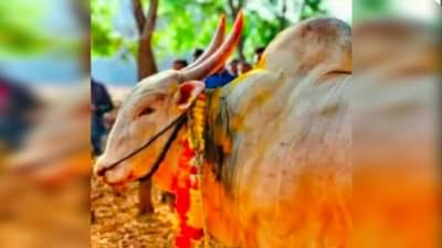 Bulls Clash Video : माणसं जनावरं झाली त्याचा पुरावा, दोन बैलाच्या झुंजीत एक जीवानिशी गेला, कुडाळची हृदयद्रावक घटना