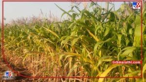 मक्याच्या दरात वाढ फायदा तांदूळ उत्पादकांना, रशिया-युक्रेन युध्दामुळे भारतीय शेतीमालाला मागणी
