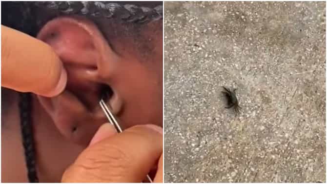 समुद्रात पोहत होती, तेवढ्यात कानात घुसला जिवंत खेकडा! Video viral