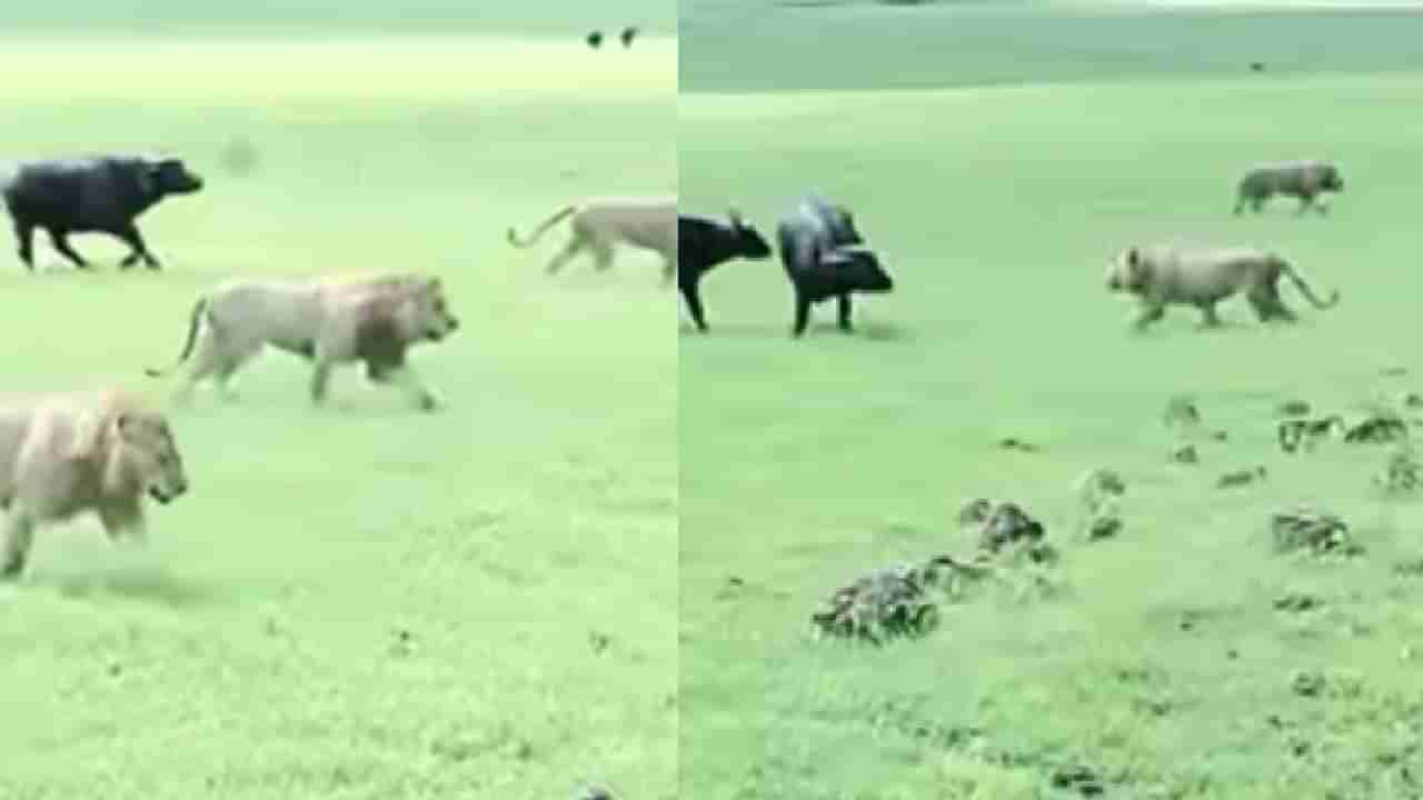 Video : म्हैस आणि सिंहाच्या भांडणाने अख्खं जंगल पेटलंय, राजाला चितपट करणारी वाघीण!