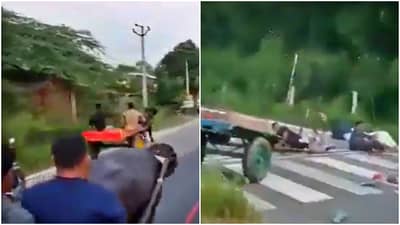 म्हशीनं या जनावरांना शिकवला चांगलाच धडा! कर्माचं फळ मिळालं थेट 5Gच्या स्पीडनं..! Video viral