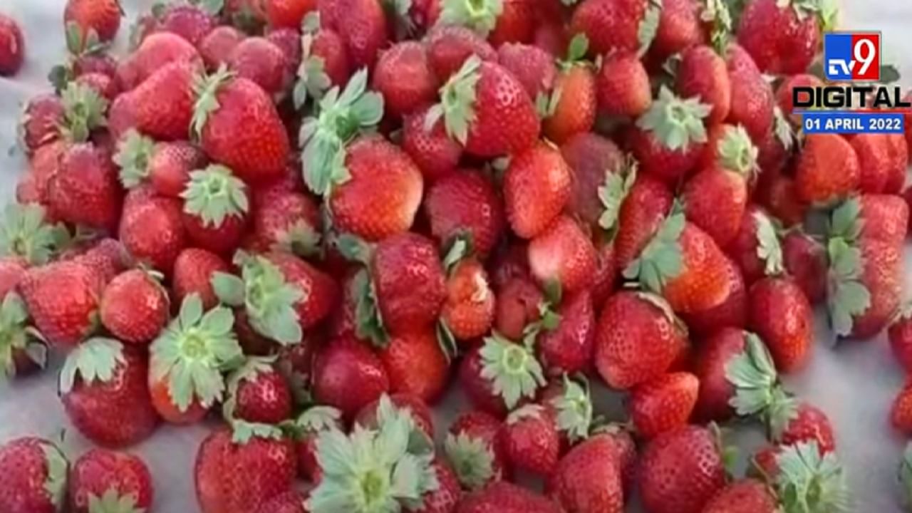दुष्काळी बीड जिल्ह्यात स्ट्रॉबेरीचं उत्पादन