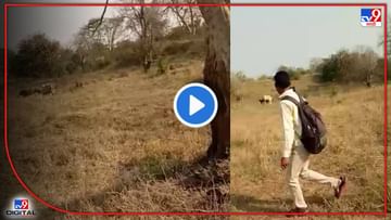 Video: वाघ बैलाचा फडशा पाडत होता, लोक व्हिडीओ रेकॉर्ड करत होते! वाघ अंगावर आला असता म्हणजे...?