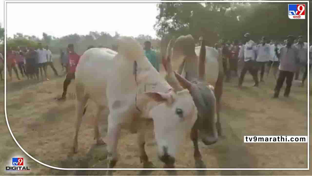 सिंधुदुर्गात बैलांची झुंज प्रकरणी 12 जणांवर गुन्हा; मुंबईच्या माजी महापौरांचा समावेश; पाल संस्थेने केली तक्रार