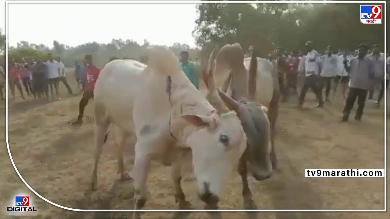 सिंधुदुर्गात बैलांची झुंज प्रकरणी 12 जणांवर गुन्हा; मुंबईच्या माजी महापौरांचा समावेश; 'पाल' संस्थेने केली तक्रार