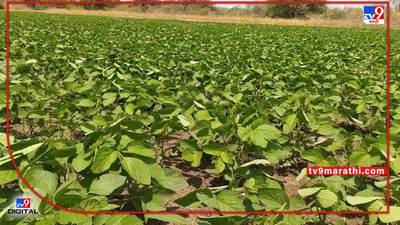 Rabi Season : हंगामाच्या अंतिम टप्प्यात स्प्रिंक्लरचाच आधार, पाणीसाठा मुबलक तरीही शेतकरी का आहे त्रस्त?