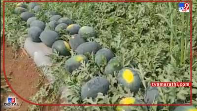 Watermelon : उन्हाळी हंगामातील हुकमी पीक, दोन वर्षाच्या नुकसानीनंतर धाडस केलेले शेतकरी यंदा मालामाल