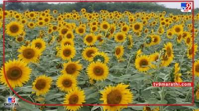 उशिराचे शहाणपण : सुर्यफूलाचे क्षेत्र वाढवण्यासाठी Central Government चा पुढाकार, रशिया-युक्रेन युध्दामुळे वास्तव समोर