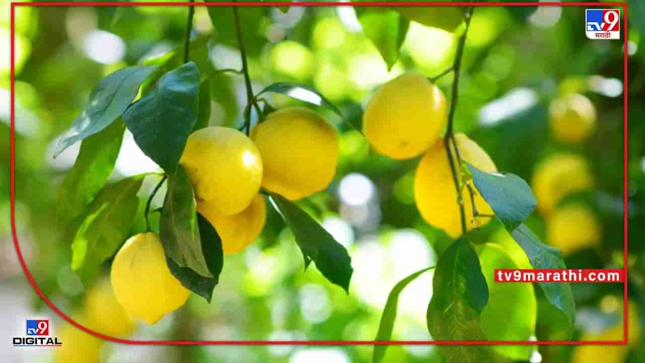 Lemon : हंगामी पिकेच शेतकऱ्यांना यंदा तारणार, कलिंगडपाठोपाठ लिंबाला सोन्याचा भाव