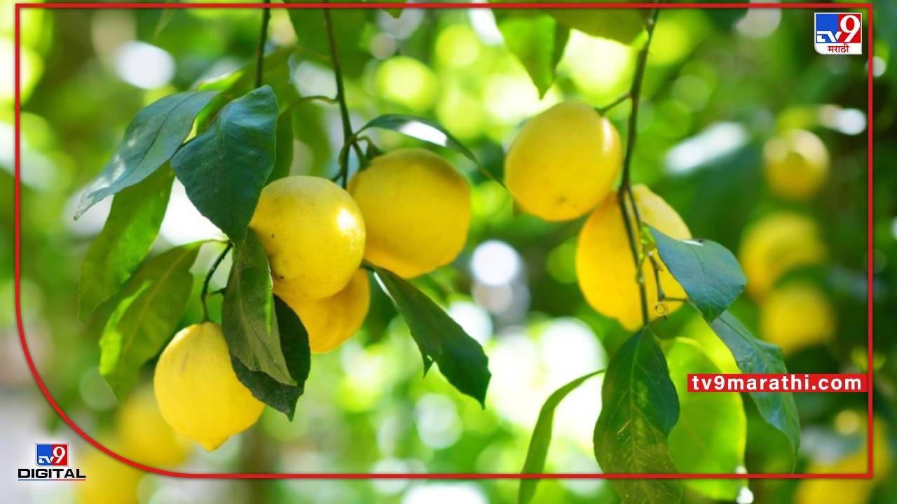 Lemon : हंगामी पिकेच शेतकऱ्यांना यंदा तारणार, कलिंगडपाठोपाठ लिंबाला 'सोन्या'चा भाव