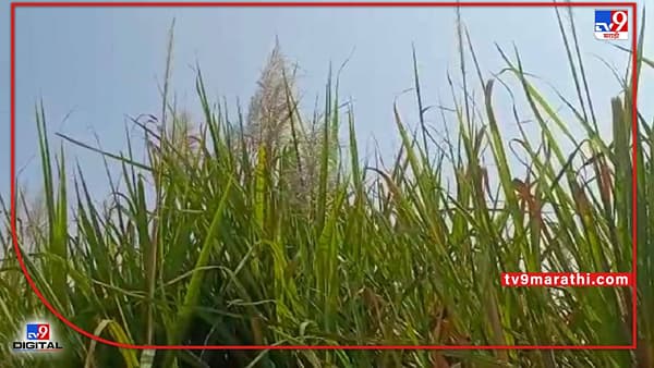 Sugarcane Sludge : अतिरिक्त ऊसासाठी आता अतिरिक्त अधिकारी, काय आहे साखर आयुक्तांचे धोरण ?