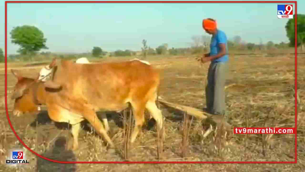 Cultivation of Agriculture: रब्बी हंगाम अंतिम टप्प्यात, भर उन्हाळ्यातील शेती मशागतीचे फायदे काय?