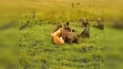 एकट्या सिंहिणीवर तुटून पडतो तरसांचा कळप, पण नंतर घडतं भलतंच; Wild video viral