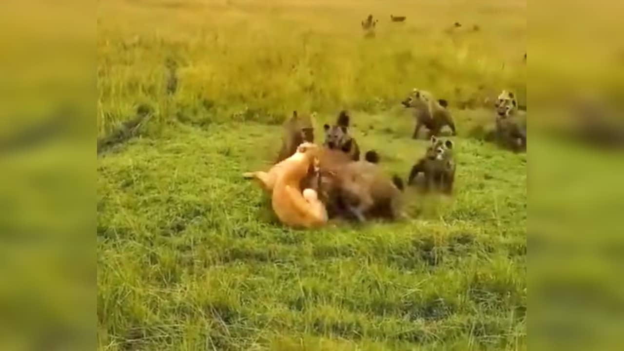 एकट्या सिंहिणीवर तुटून पडतो तरसांचा कळप, पण नंतर घडतं भलतंच; Wild video viral