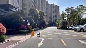 Chinese robotic dog : भयाण शांतता... रस्त्यावर चिटपाखरुही नाही, अशा निर्मनुष्य रस्त्यांवर काय करतोय 'हा' कुत्रा?