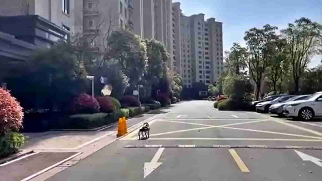 Chinese robotic dog : भयाण शांतता... रस्त्यावर चिटपाखरुही नाही, अशा निर्मनुष्य रस्त्यांवर काय करतोय हा कुत्रा?