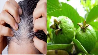 Hair Tips : पांढऱ्या केसांवर पेरूच्या पानांचा वापर करा, काळे आणि चमकदार केस मिळवा...