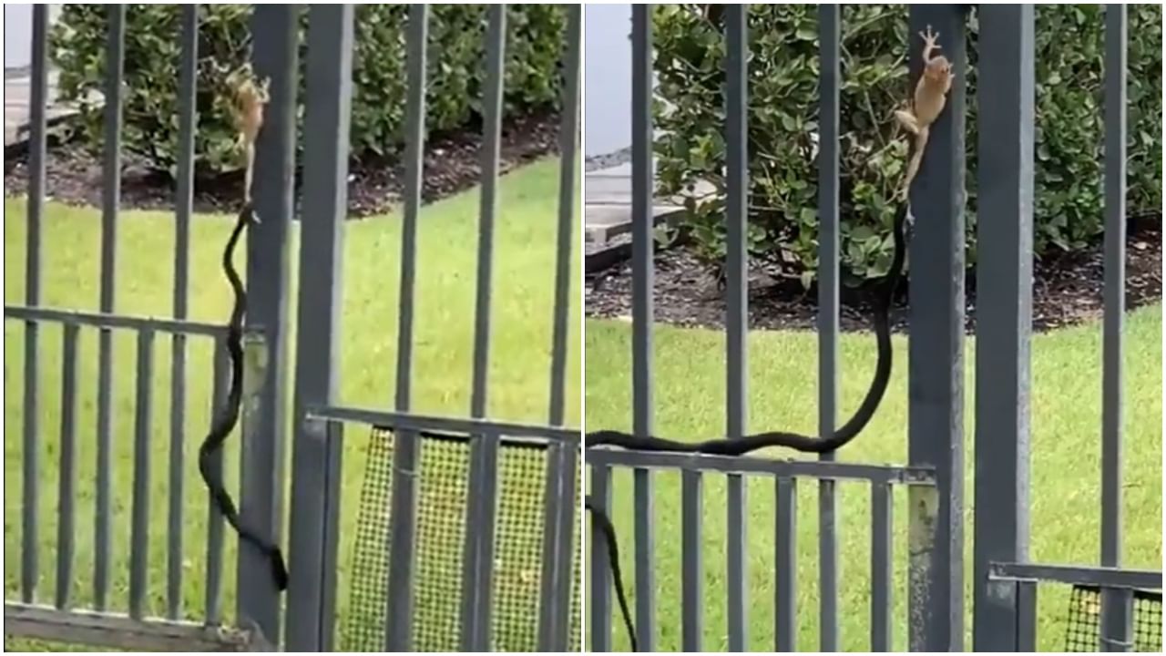 Snake & Frog : ...अन् धोकादायक सापाच्या तावडीतून सुटतो बेडून, लोकांनी हिंमतीला दिली दाद Snake & Frog : ...अन् धोकादायक सापाच्या तावडीतून सुटतो बेडून, लोकांनी हिंमतीला दिली दाद