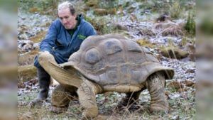 Galapagos tortoise : 'अभी तो मैं जवान हूँ'; 70व्या वर्षी बाप बनलेल्या 'या' कासवाची भलतीच रंगलीय चर्चा
