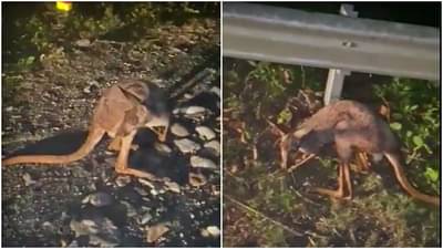Kangaroo in india : भारतातल्या जलपायगुडीत कांगारू? Video viral; काय आहे सत्य? वाचा सविस्तर
