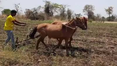 Video Washim : बैलजोड्यांच्या किमती वाढल्या, ट्रॅक्टरची मशागत परवडेना; मग काय राव घोड्यांनाच जुंपले...