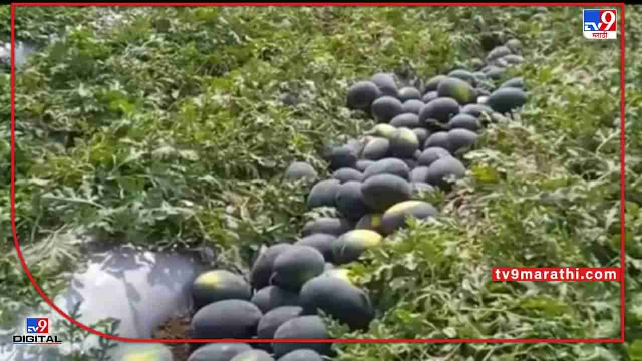 Watermelon : उत्पादन वाढीसाठी कायपण!, हनुमंतगाव शिवारात कलिंगड शेतातच भव्य मेळावा