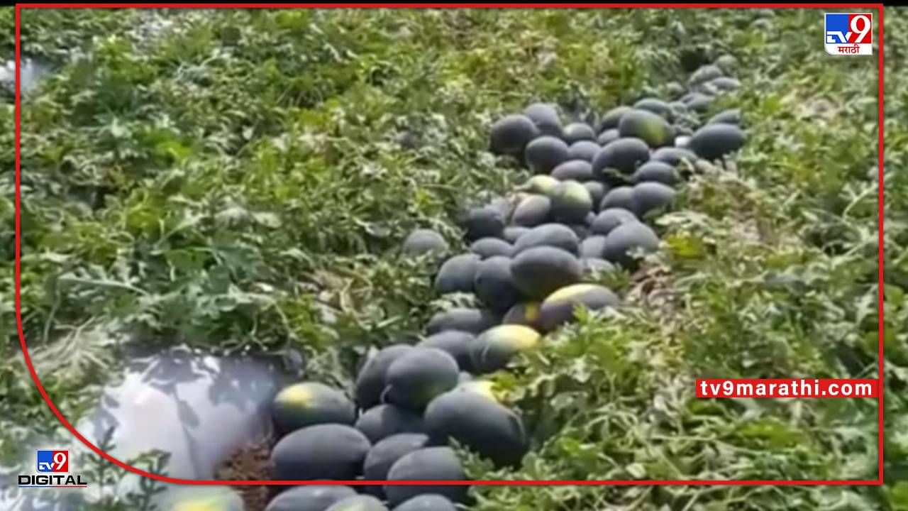Watermelon : हंगामी पिकाने शेतकऱ्यास तारले, कोकलेगावतल्या पाटलांनी करुन दाखविले