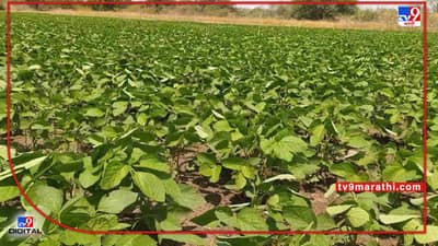 शेतकऱ्यांसाठी महत्वाचे : यंदाही सोयाबीनचे प्रमाणित बियाणेच नाही, कृषी विभागाचा काय आहे सल्ला?