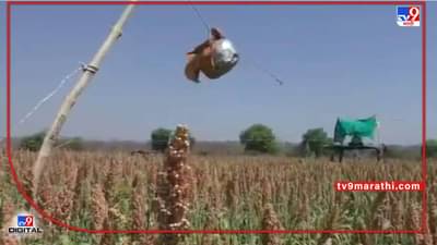 Rabi Season: पीक संरक्षणासाठी शेतकऱ्याचं अनोखं जुगाड, एका ठिकाणी बसून 2 एकरातील क्षेत्र निगराणीखाली