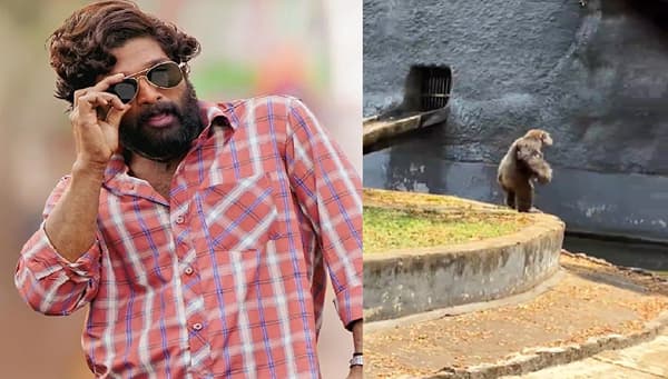 Viral Video : गोरिलाची स्टाईल बोले तो सेम टू सेम पुष्पा; हा Video पाहून अल्लू अर्जुनही म्हणेल वाह भाई वाह!
