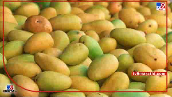 Mango : हापूसचे उत्पादन घटले पावसाने तर मराठवाड्यातील केशरला धोका कशाचा? गतवर्षीच्या तुलनेत उत्पादनात घट