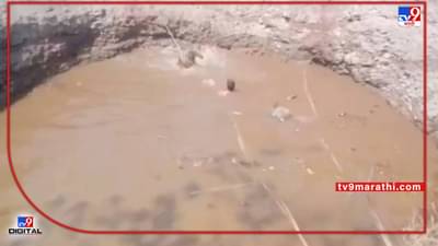 Video : पाण्याच्या शोधात असलेल्या 5 गायी पडल्या विहिरीत, गायींना वाचवताना शेतकऱ्यांच्या काळजाचं पाणी-पाणी