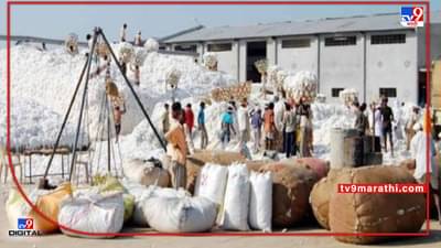 Cotton Rate : फेब्रुवारी वगळता कापूस तेजीतच, आता फरदड कापसाचाही तोरा कायम..!