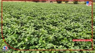 Cotton Rate : फेब्रुवारी वगळता कापूस तेजीतच, आता फरदड कापसाचाही तोरा कायम..!