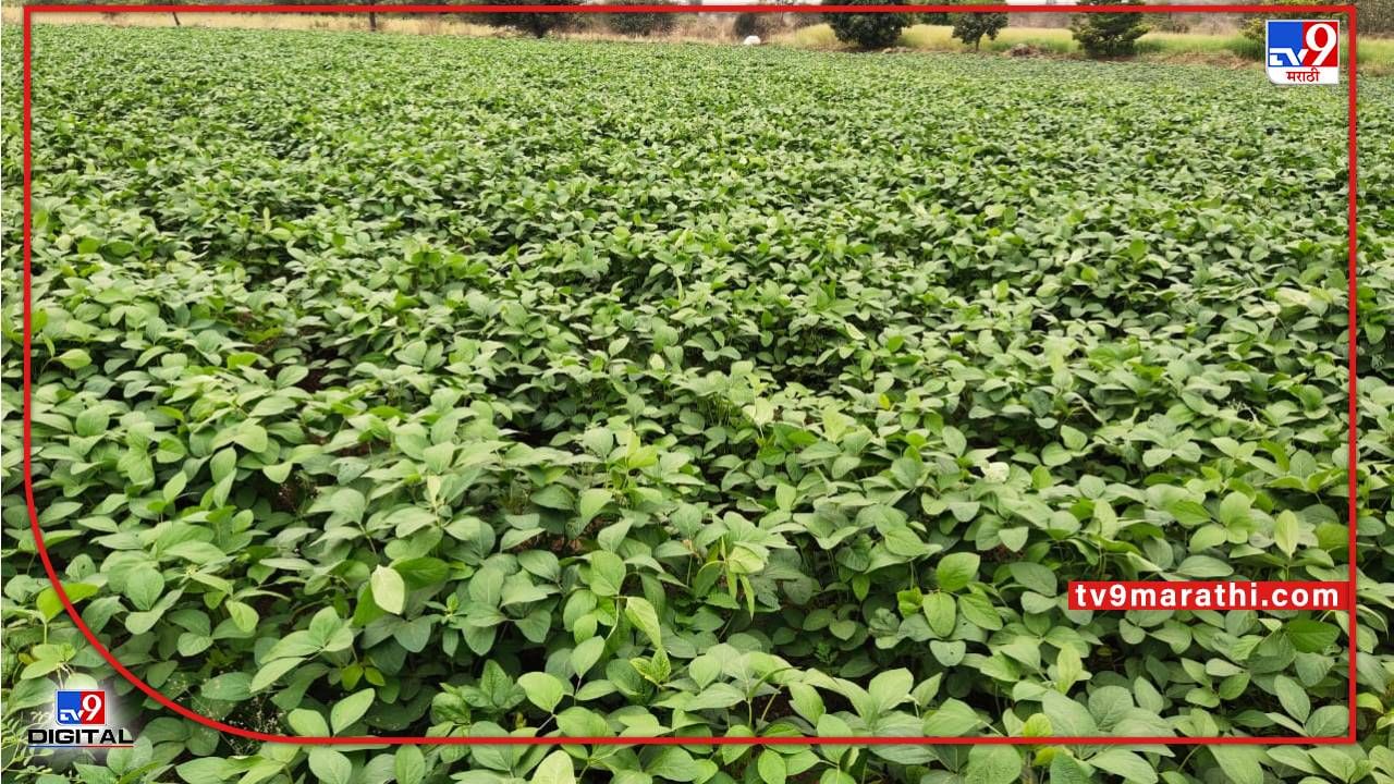 Summer Crop : बहरात आलेलं सोयाबीन पदरात पडणार, कृषी विभागाचा सल्ला ऐका अन् संधीच सोनं करा