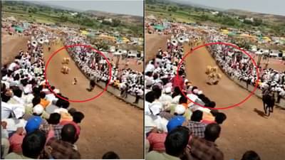 Bullock Cart Race VIDEO | वेगवान बैल जोडीसमोर मालक पडला, पायाखाली तुडवला जाणार तोच...