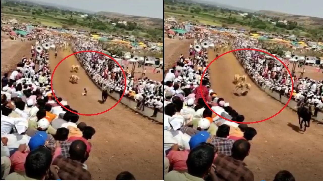 Bullock Cart Race VIDEO | वेगवान बैल जोडीसमोर मालक पडला, पायाखाली तुडवला जाणार तोच...