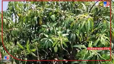 Hapus Mango : शिवनेरी हापूसलाही भौगोलिक मानांकन..! जुन्नरच्या वैभवात पडणार भर