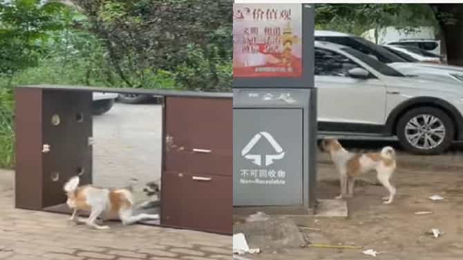 Viral Video : आरश्याची कमाल! कुत्रा बनला स्वत:चाच दुश्मन, पाहा व्हीडिओ...