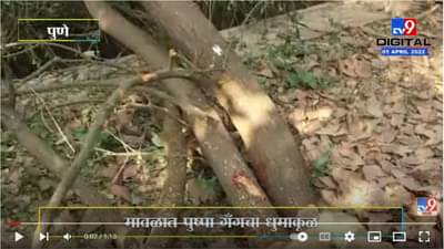 मावळात पुष्पा गँगचा धुमाकूळ, टोळक्यानं वडेश्वर गावात चंदनाचं झाड कापून पळवलं