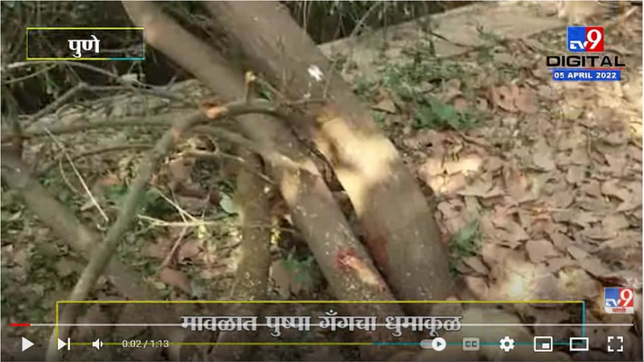 मावळात पुष्पा गँगचा धुमाकूळ, टोळक्यानं वडेश्वर गावात चंदनाचं झाड कापून पळवलं मावळात पुष्पा गँगचा धुमाकूळ, टोळक्यानं वडेश्वर गावात चंदनाचं झाड कापून पळवलं