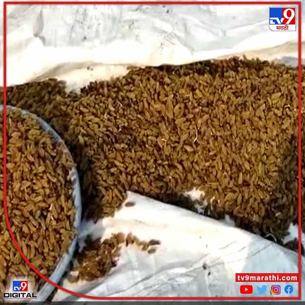 म्हणून बेदाणा निर्मितीचा निर्णय : यंदा सततच्या पावसामुळे द्राक्ष बागांचे गणितच बिघडले आहे. द्राक्ष बागांमधून अधिकचे उत्पन्न तर सोडाच पण शेतकऱ्यांनी केलेला खर्चही निघालेला नाही. शिवाय द्राक्षाच्या दर्जावर परिणाम झाल्यामुळे अनेक शेतकऱ्यांनी द्राक्ष विक्री पेक्षा बेदाणा निर्मितीवर भर दिला आहे.