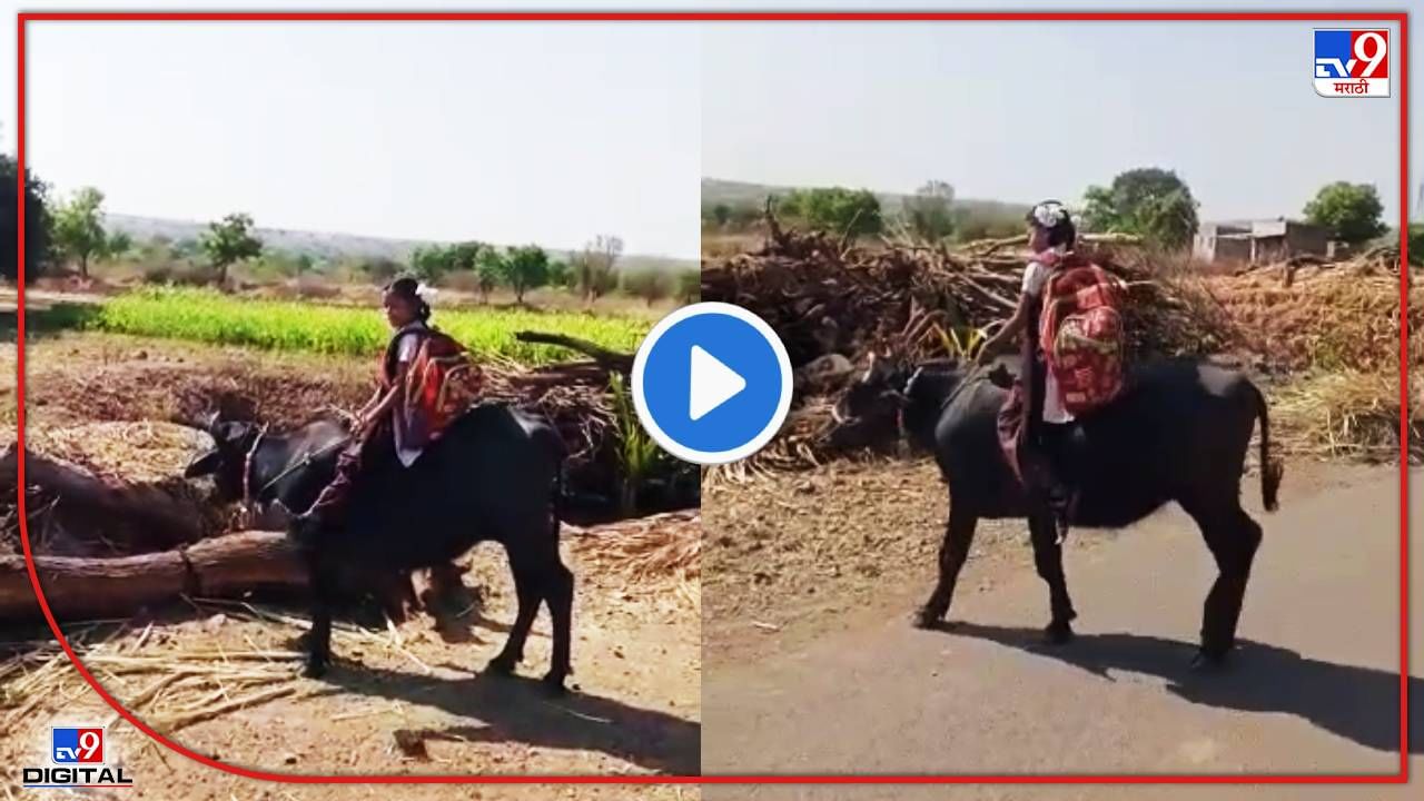 Nashik : एसटी बस बंद असल्यानं चक्क म्हशीवर स्वार होत चिमुरडी शाळेला निघाली! व्हिडीओ व्हायरल