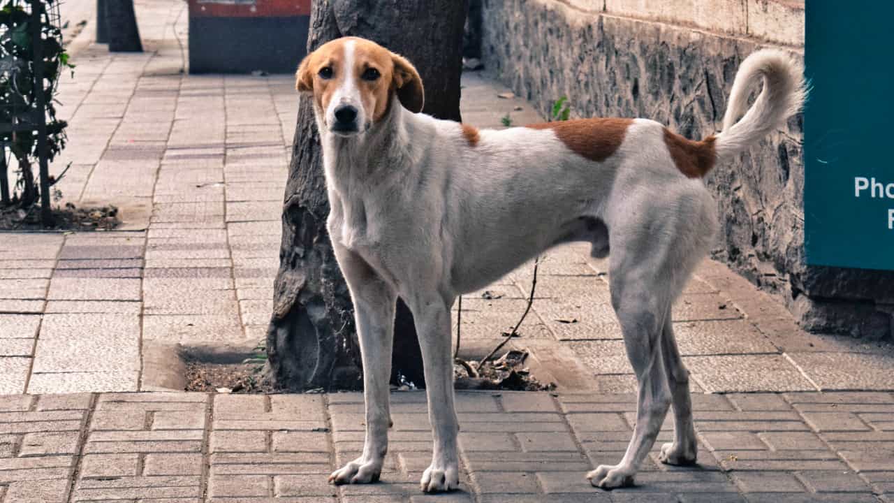 भटक्या कुत्र्यांचा त्रास होतो, तर मग त्यांना बिस्किटं टाका; पालिका अधिकाऱ्यांचा अजब सल्ला