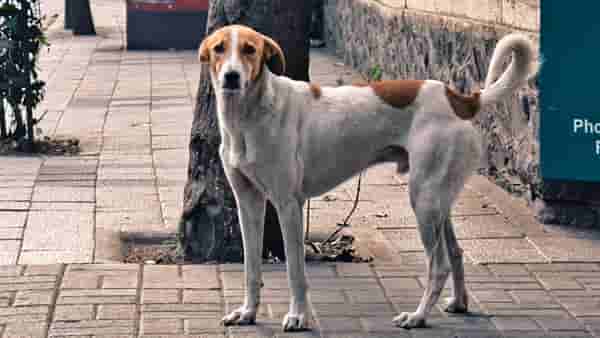 भटक्या कुत्र्यांचा त्रास होतो, तर मग त्यांना बिस्किटं टाका; पालिका अधिकाऱ्यांचा अजब सल्ला