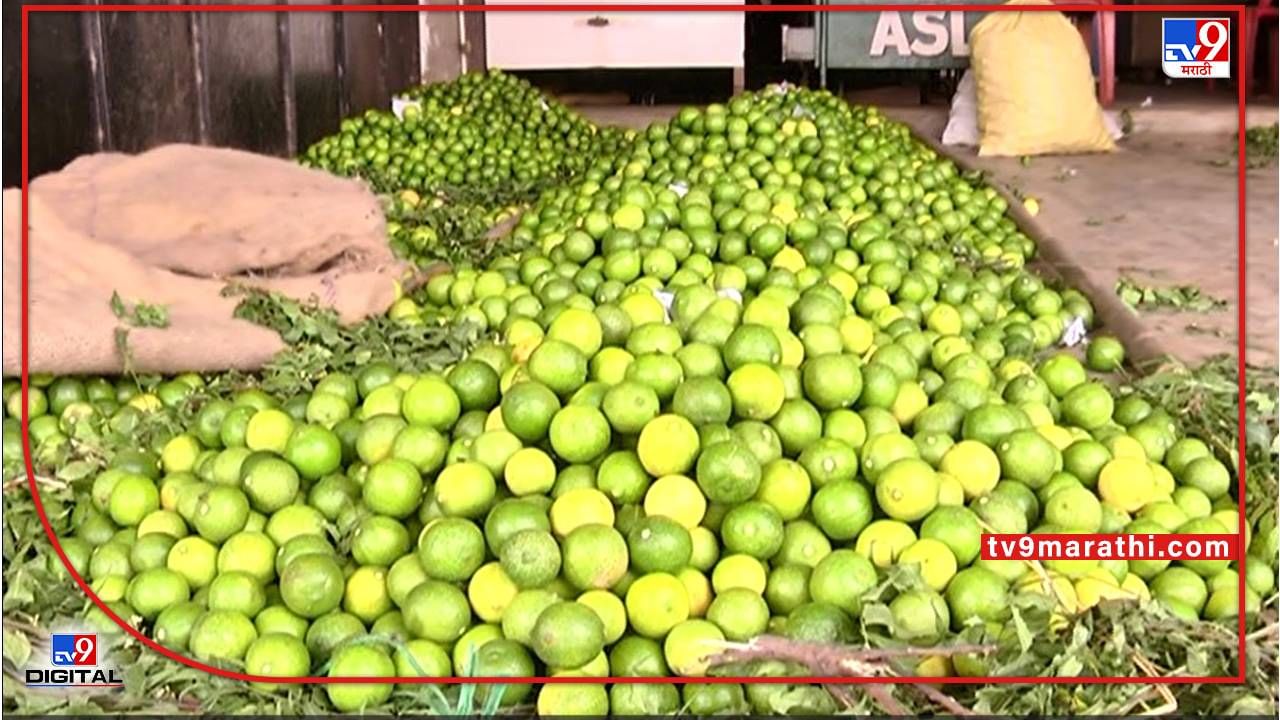 Solapur Market: अवकाळीनं उत्पादन घटलं मात्र, वाढत्या उन्हानं लिंबाचा Market वाढलं Solapur Market: अवकाळीनं उत्पादन घटलं मात्र, वाढत्या उन्हानं लिंबाचा Market वाढलं