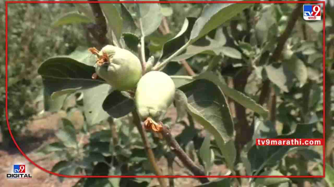 Success Story: कोरडवाहू जमिनीवर सफरचंदचा गोडवा, आधुनिकतेची कास धरत ठाकरे शेतकऱ्यानं साधली ही किमया
