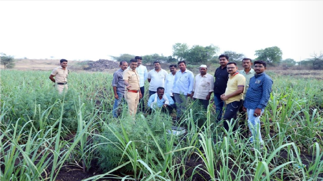 Sangli | ऊसाच्या शेतात गांजाची लागवड, सांगलीत 25 किलोंचा गांजा आढळला