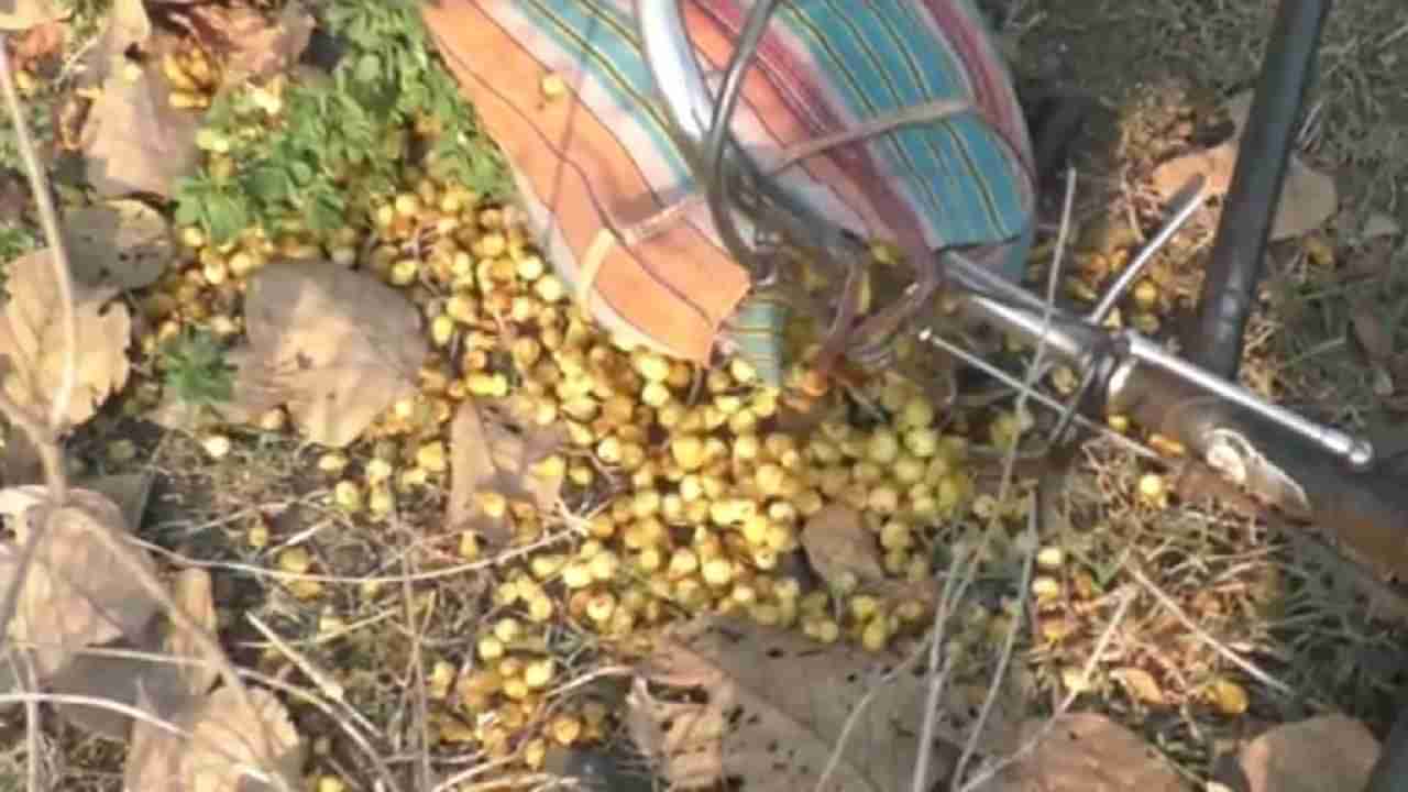 Bhandara Tiger | भंडाऱ्यात मोहफुल वेचायला गेलेल्या व्यक्तीवर वाघाचा हल्ला, 40 वर्षीय व्यक्तीचा पाडला फडशा