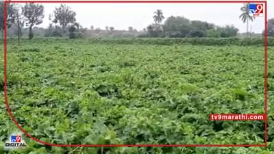 Unseasonal Rain : द्राक्ष तोडणीनंतरही अवकाळीची अवकृपा सुरुच, वादळी वाऱ्यामुळे द्राक्षबाग भुईसपाट